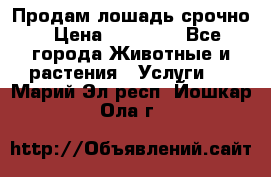 Продам лошадь срочно › Цена ­ 30 000 - Все города Животные и растения » Услуги   . Марий Эл респ.,Йошкар-Ола г.